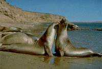 Chubut