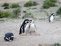 Chubut