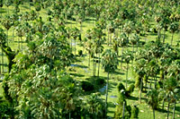 Nationalpark El Palmar