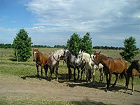 Estancia Flamenca Pferde