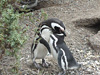 Pinguine