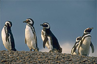 Pinguine