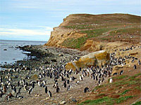 Pinguine
