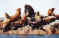 Seel&ouml;wen