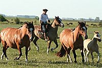 Gauchos