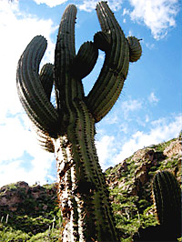Salta